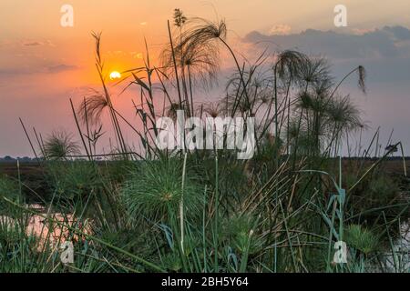 Paesaggio del tramonto, Parco Nazionale Nkasa Rupara (Mamili), striscia Caprivi, Namibia, Africa Foto Stock