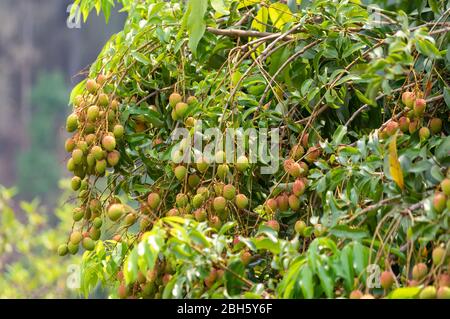 Immagine di lychee verde non maturo appeso dall'albero Foto Stock