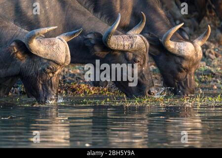 Capo Buffalo, bere, Zambesi, vicino Livingstone, Zambia, Africa Foto Stock