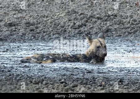 Rinfrescarsi in fangosa, fango coperto Africa selvaggia aka cani dipinti, da pozzi d'acqua, Nanzhila pianure, Kafue Parco Nazionale, Zambia, Africa Foto Stock