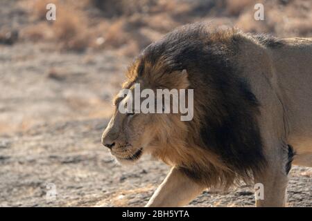 Leone asiatico maschio su Pawn a Sasan Gir, India Foto Stock