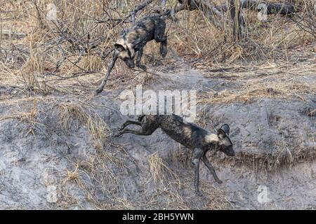 Coperti di fango Africa Wild aka cani dipinta da waterhole, Nanzhila pianure, Parco Nazionale di Kafue, Zambia, Africa Foto Stock