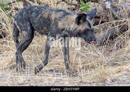 Coperti di fango Africa Wild aka cani dipinta da waterhole, Nanzhila pianure, Parco Nazionale di Kafue, Zambia, Africa Foto Stock