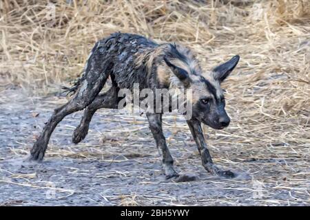 Coperti di fango Africa Wild aka cani dipinta da waterhole, Nanzhila pianure, Parco Nazionale di Kafue, Zambia, Africa Foto Stock