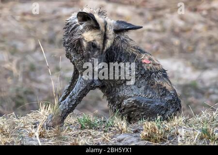 Coperti di fango Africa Wild aka cani dipinta da waterhole, Nanzhila pianure, Parco Nazionale di Kafue, Zambia, Africa Foto Stock