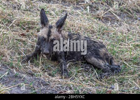 Cucù, fango coperto Africa selvaggio aka cani dipinti, da pozzi d'acqua, Nanzhila pianure, Kafue National Park, Zambia, Africa Foto Stock
