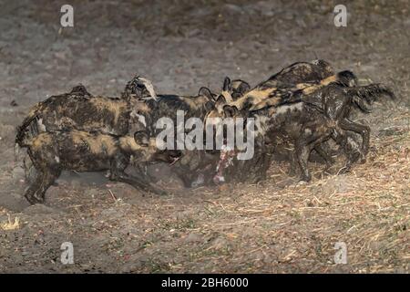 Fango coperto Africa selvaggio aka cani dipinti, da pozzi d'acqua, divorando antilopi recentemente uccisi, possibilmente maschio maturo Sable, Nanzhila pianure, Kafue Natio Foto Stock