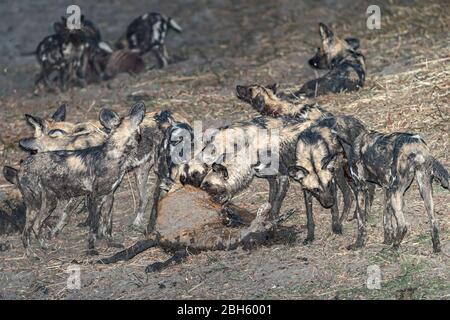 Fango coperto Africa selvaggia aka cani dipinti, da pozzi d'acqua, divorando antilope recentemente ucciso, possibilmente maschio immaturo Sable prima e possibile bush buck re Foto Stock