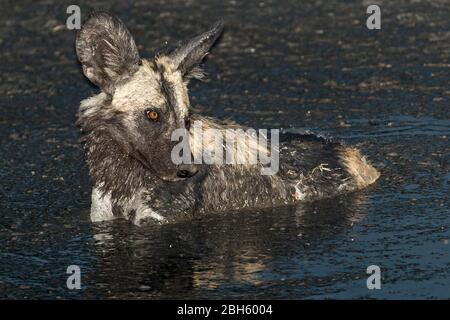 Rinfrescarsi in fangosa, fango coperto Africa selvaggia aka cani dipinti, da pozzi d'acqua, Nanzhila pianure, Kafue Parco Nazionale, Zambia, Africa Foto Stock