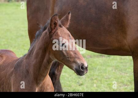 Primo piano di un piccolo cavallo marrone appena nato in piedi accanto alla madre, durante il giorno con un paesaggio di campagna. Foto Stock