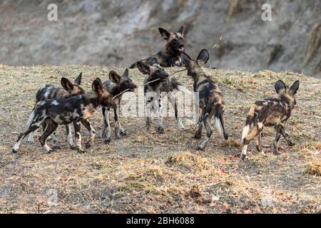 Cuccioli che giocano con un bastone, cani selvatici africani aka cani dipinti, Nanzhila Plains, Parco Nazionale di Kafue, Zambia, Africa Foto Stock