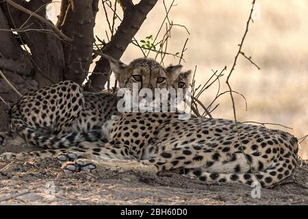 Madre Cheetah con cub timido, Nanzhila pianure, Parco Nazionale di Kafue, Zambia, Africa Foto Stock