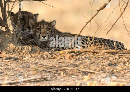 Madre Cheetah con cucciolo, tardo pomeriggio, Nanzhila pianure, Parco Nazionale di Kafue, Zambia, Africa Foto Stock