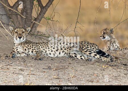 Madre Cheetah con cucciolo, Nanzhila pianure, Parco Nazionale di Kafue, Zambia, Africa Foto Stock