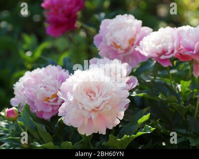 Nel giardino all'aperto fioriscono bellissime peonie rosa. Paeonia mattina bacio. Fiore doppio rosa di peonia. Foto Stock