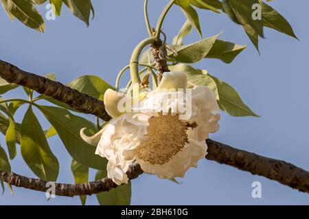 Baobab albero fiore aka Baobab africano, morto-ratto-albero, scimmia-pane-albero, crema di tartaro, capovolto-giù albero, fiume Kafue, Parco Nazionale di Kafue, Zambia Foto Stock