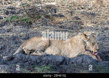 Giovane leone maschio, appena nutrito, leccando sangue dalla pelliccia, fiume Kafue, Parco Nazionale di Kafue, Zambia, Africa Foto Stock