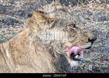 Giovane leone maschio, appena nutrito, leccando sangue dalla pelliccia, fiume Kafue, Parco Nazionale di Kafue, Zambia, Africa Foto Stock