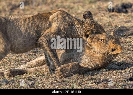 Affetto tra giovani Lions, crepuscolo, fiume Kafue, Parco Nazionale di Kafue, Zambia, Africa Foto Stock
