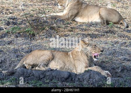 Giovane leone maschio, appena nutrito, leccando sangue dalla pelliccia, fiume Kafue, Parco Nazionale di Kafue, Zambia, Africa Foto Stock