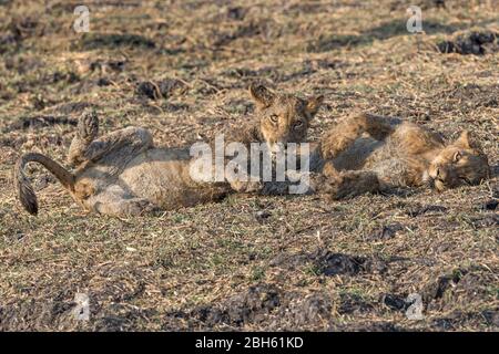 Affetto tra giovani Lions, crepuscolo, fiume Kafue, Parco Nazionale di Kafue, Zambia, Africa Foto Stock