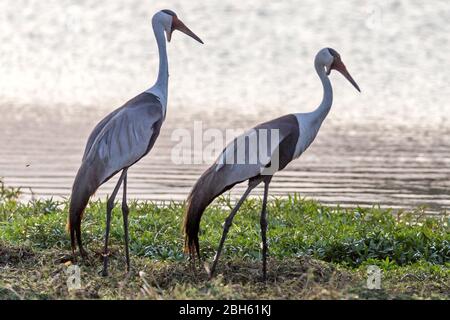 Gru a longa, carunculata di grus, crepuscolo, fiume di Kafue, Parco Nazionale di Kafue, Zambia, Africa Foto Stock