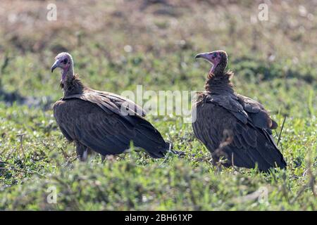 Avvoltoi con cappuccio, Necrosyrtes monachus, fiume Kafue, Parco Nazionale di Kafue, Zambia, Africa Foto Stock