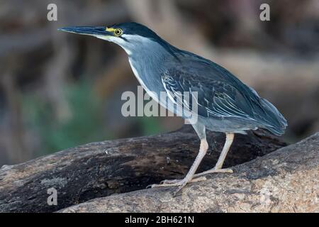Airone striato, Butorides striata, noto come airone mangrovie, airone piccolo o airone verde-backed, tarda sera, fiume Kafue, Parco Nazionale di Kafue, Zambia, Afr Foto Stock