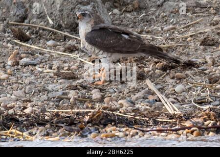 Ovambo Sparrowawk aka Hilgert's Sparrowawk, Ovampo sparrowawk, Accipiter ovampensis, bere dal bordo del fiume, fiume Kafue, Parco Nazionale di Kafue, Zamb Foto Stock