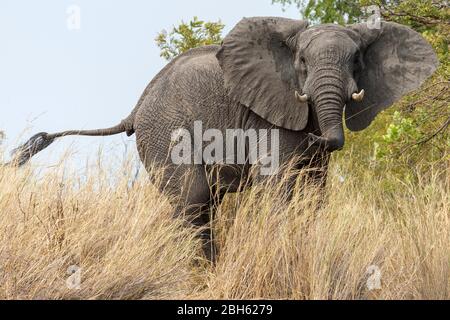 Elefante toro ci avverte con le orecchie flapping in avanti, fiume Kafue, Parco Nazionale di Kafue, Zambia, Africa Foto Stock