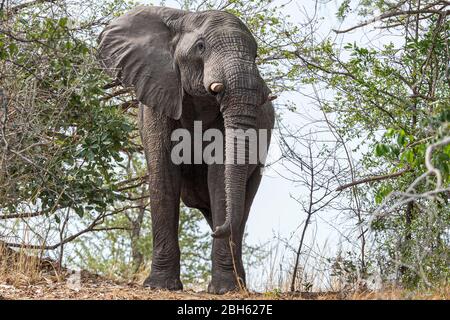 Elefante toro ci avverte con le orecchie flapping in avanti, fiume Kafue, Parco Nazionale di Kafue, Zambia, Africa Foto Stock