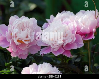 Nel giardino all'aperto fioriscono bellissime peonie rosa. Paeonia mattina bacio. Fiore doppio rosa di peonia. Foto Stock