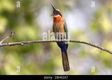 Ape-eater bianco-fronted, bullockoides di Merops, seduta su una canna, cantando, fiume di Kafue, Parco Nazionale di Kafue, Zambia, Africa Foto Stock