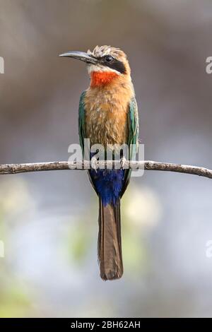 Ape-eater bianco-fronted, bullockoides di Merops, seduta su una canna, caccia insetti, fiume Kafue, Parco Nazionale di Kafue, Zambia, Africa Foto Stock