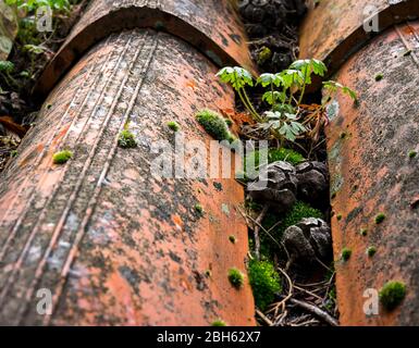 Piante stanno crescendo su un tetto. Foto Stock