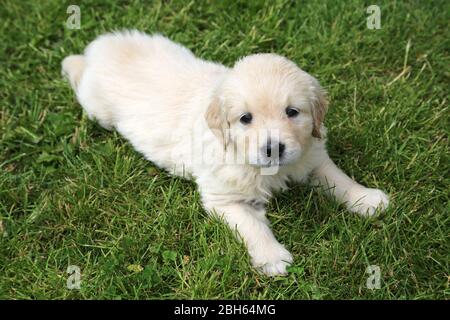 il cucciolo golden retriever si trova sull'erba Foto Stock