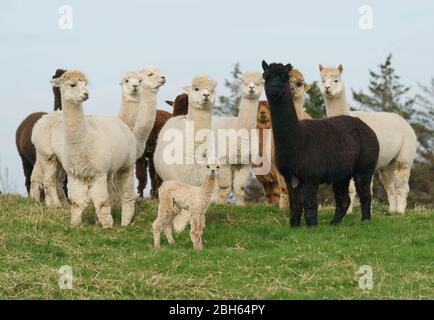 Contea di Wicklow, Irlanda. 23 aprile 2020. Un Alpaca di due giorni (conosciuto come una critica), rimane vicino al gregge nella fattoria K2 Alpaca di Joe Phelan nella contea di Wicklow, Irlanda. Le molecole nel sangue di Alpaca possono servire come utili terapie durante Covid-19 secondo i ricercatori del Vlaams Institute for Biotechnology di Gand. Gli anticorpi trovati nel sangue dei camelidi (cammelli, lama e alpaca) sono stati usati per la prima volta nella ricerca sull'HIV, e si sono dimostrati efficaci contro virus come MERS e SARS. Credit: fran veale/Alamy Live News Foto Stock