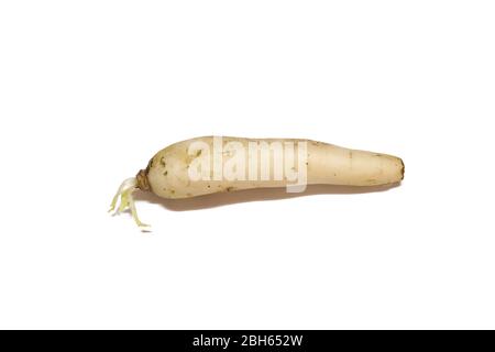 Daikon irradia isolato su sfondi bianchi Foto Stock