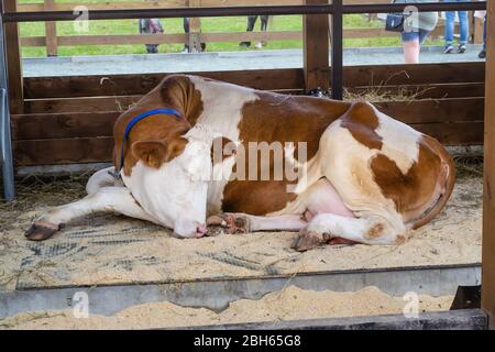 La mucca bianca rossa puregata dorme in una voliera aperta. Mostra agricola. Agricoltura moderna. Foto Stock