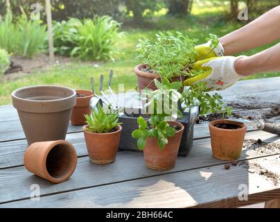 mani di una donna che tiene un vaso di fiori sopra una tabella in giardino Foto Stock