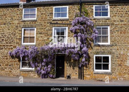 La fioritura viola Wisteria scrambling sopra la parte anteriore di una casa nel villaggio di Hardingstone, Northampton, Regno Unito Foto Stock