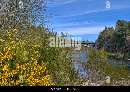 CARRON BRIDGE SPEYSIDE WAY MORAY SCOZIA FERROVIA E STRADA PONTE SUL FIUME SPEY IN PRIMAVERA CON GORSE GIALLO BRILLANTE ULEX Foto Stock