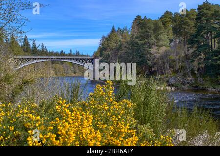 CARRON BRIDGE SPEYSIDE WAY MORAY SCOZIA FERROVIA E STRADA PONTE SUL FIUME SPEY IN PRIMAVERA CON GORSE GIALLO ULEX Foto Stock