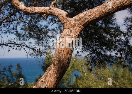 Primavera nel villaggio di Pomos, Paphos, Cipro Foto Stock