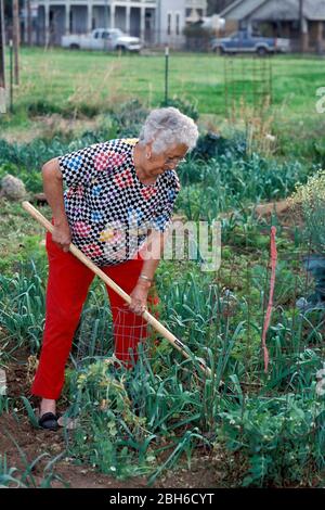 Austin, Texas USA: Donna ispanica anziana che tende alla sua trama in un giardino di comunità. ©Bob Daemmrich Foto Stock