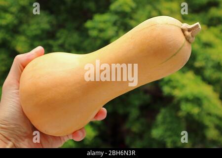 Mano dell'uomo che tiene uno squash maturo di Butternut con il Fogliame verde sfocato sullo sfondo Foto Stock