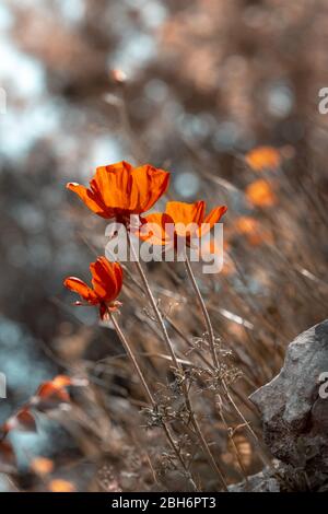 Grunge stile foto di un papavero fiori in crescita sul campo, incolto dolce fiori rossi, natura selvaggia di una campagna, bella foto floreale Foto Stock