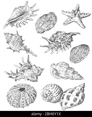 Disegno manuale di una serie di conchiglie. Illustrazione vettoriale monocromatica della collezione di conchiglie in nero isolata su sfondo bianco. Mare d Illustrazione Vettoriale