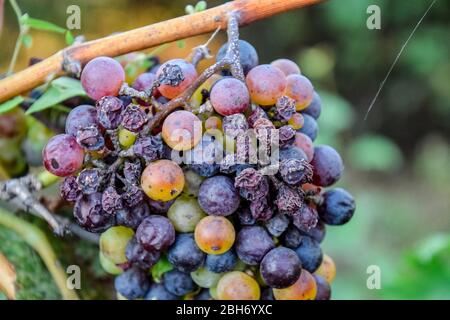 Uva sulla vite. Le uve della vite si asciugano e si deteriorano. Foto Stock