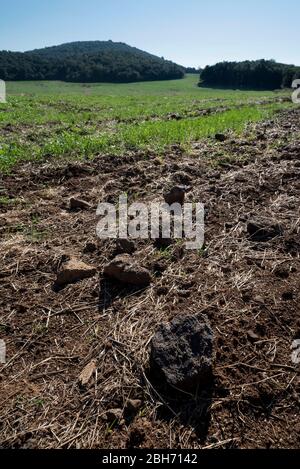 Materiale i terra volcànica conreada per su va passar la colada de lava del Volcà del Puig d'Adri (al fons el Puig d'Adri), Canet d'Adri, Gironès, Cata Foto Stock